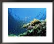 Sunlit Reef Top With Hard Corals And Anthias, Red Sea, Egypt, North Africa, Africa by Lousie Murray Limited Edition Print