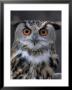 European Eagle Owl (Bubo Bubo), New Forest Owl Sanctuary, England, United Kingdom by Lousie Murray Limited Edition Print