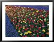 A Row Of Red And Yellow Tulips Flanked By Rows Of Blue Flowers by Sisse Brimberg Limited Edition Print