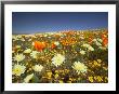 Poppies And Desert Dandelion In Spring Bloom, Lancaster, Antelope Valley, California, Usa by Terry Eggers Limited Edition Pricing Art Print