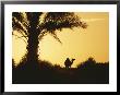 A Dromedary Camel Is Silhouetted At Sunset by Peter Carsten Limited Edition Print