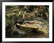 American Alligator Eats Its Prey On Floridas Gulf Coast by Klaus Nigge Limited Edition Print