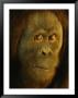 Orangutan (Pongo Pygmaeus) by Richard Nowitz Limited Edition Print