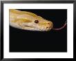 Close View Of An Albino Burmese Python by Darlyne A. Murawski Limited Edition Pricing Art Print