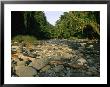 Stone-Filled Creek In A Woodland Setting by Tim Laman Limited Edition Pricing Art Print