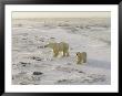 A Female Polar Bear And Her Cub Cross The Tundra by Maria Stenzel Limited Edition Print