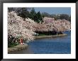 Cherry Blossom Festival On The Tidal Basin by Richard Nowitz Limited Edition Print