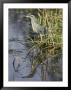 A Close View Of A Green Heron by Jason Edwards Limited Edition Print