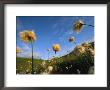 Windblown Cotton Grass Flowers On Adak Island, Alaska by Joel Sartore Limited Edition Print