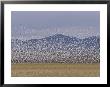 Flock Of Snow Geese Take Flight In Bosque Del Apache Wildlife Refuge by Marc Moritsch Limited Edition Print