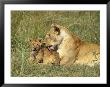 An African Lion Grooms Her Cub by Norbert Rosing Limited Edition Print