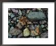Rocks And Dead Leaves by Sam Abell Limited Edition Print