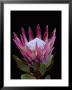 A Tropical Flower by Paul Chesley Limited Edition Print