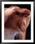 An Endangered Proboscis Monkey At The Bronx Zoo by Michael Nichols Limited Edition Print