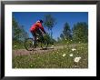 A Man Rides Along A Bike Trail On A Summer Day, Charlottetown, Prince Edward Island, Canada by Taylor S. Kennedy Limited Edition Print