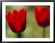 Red Tulips Herald Spring In Maine by Heather Perry Limited Edition Print