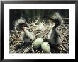 Two Great Blue Heron Fledglings Sit Near Eggs In A Nest by Michael S. Quinton Limited Edition Print