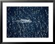 An Overhead View Of A Blue Whale by Wolcott Henry Limited Edition Print
