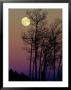 A Full Moon Shines On Winters Leafless Branches by George F. Mobley Limited Edition Print
