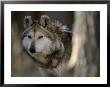 Portrait Of A Captive Mexican Gray Wolf, The Rarest Wolf In North America by Joel Sartore Limited Edition Print