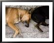Two Sleeping Dogs Lie Next To Each Other, French Polynesia by Tim Laman Limited Edition Print