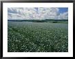 Flax Field, Saskatchewan, Canada by Michael S. Lewis Limited Edition Print