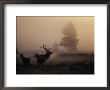 A Bull Elk Stands With Two Females In The Twilight Haze by Michael S. Quinton Limited Edition Print