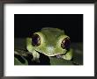 Extreme Close-Up Of A Green Tree Frog In The Rain Forest by Mattias Klum Limited Edition Print