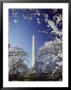 Washington Monument With Spring Tree Blossoms by Richard Nowitz Limited Edition Pricing Art Print