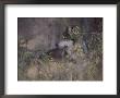 A Captive Mexican Gray Wolf Pauses In The Foliage by Annie Griffiths Belt Limited Edition Pricing Art Print
