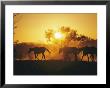 Horses Walk At Sunset by Joe Scherschel Limited Edition Print