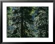 Sunlight Reflected By Morning Dew On Pine Trees by Taylor S. Kennedy Limited Edition Print