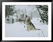 Gray Wolves, Canis Lupus, Surround The Dutchers Snowy Camp by Jim And Jamie Dutcher Limited Edition Print