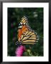 A Monarch Butterfly Sits On A Thistle Flower by George Grall Limited Edition Print
