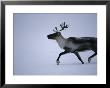 A Reindeer Trots Across Hard-Packed Snow by Kenneth Garrett Limited Edition Print