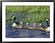 Canada Geese With Young by Phil Schermeister Limited Edition Pricing Art Print