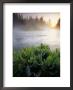 Mist Over Oregons Crescent Creek In The Cascade Range by Phil Schermeister Limited Edition Print