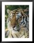 Portrait Of A Tiger by Dr. Maurice G. Hornocker Limited Edition Print