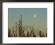 The Moon Rises Above Trees Along The Tennessee/North Carolina Border by George F. Mobley Limited Edition Print