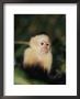 A White-Faced Monkey In A Tree by Paul Nicklen Limited Edition Print