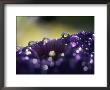 A Close-Up Of Water Droplets On A Purple Flower by Todd Gipstein Limited Edition Pricing Art Print