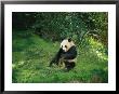 A Seated Panda Bear Eating Bamboo by Wolcott Henry Limited Edition Print
