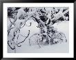 Snow Covers Two Bicycles Chained To A Tree by Stephen St. John Limited Edition Pricing Art Print