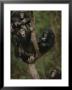 Social Climbers Sound Off At A Chimp Klatch In A Tree by Michael Nichols Limited Edition Print