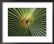 A Close View Of A Palm Frond by Ed George Limited Edition Print