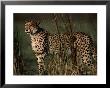 Portrait Of An African Cheetah Standing Among Tall Grass by Chris Johns Limited Edition Print