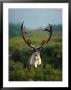 Bull Caribou In Velvet Antlers, Alaska by Michael S. Quinton Limited Edition Pricing Art Print