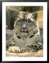 Frontal Portrait Of A Snow Leopard's Face, Paws And Predators Stare, Melbourne Zoo, Australia by Jason Edwards Limited Edition Print