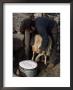 Shepherd Milking Sheep For Cheese, Island Of Crete, Greece by Loraine Wilson Limited Edition Print