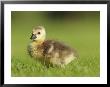 Canada Goose, Gosling, London, Uk by Elliott Neep Limited Edition Pricing Art Print